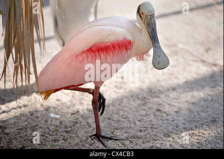 Rosa Roseate spoonbill ( Platalea ajaja) bird in piedi su una gamba. Foto Stock