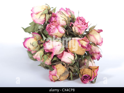Rose a secco su sfondo bianco Foto Stock