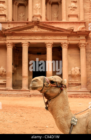 Ubicazione del cammello e "tesoro" di Petra in background, perso rock city di Giordania. Patrimonio mondiale dell UNESCO Foto Stock