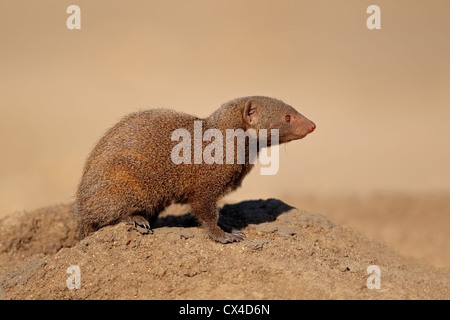 Avviso la mangusta nana (Helogale parvula, Sud Africa Foto Stock