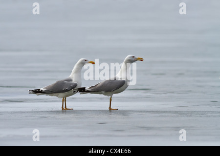 Gabbiani Foto Stock