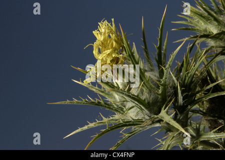 Immagine: Steve - Gara - Le nebulose conocchia Thistle o zafferano Thistle (Carthamus lanatus), Catalunya, Spagna. Foto Stock