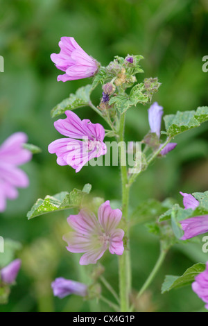 Comune (Malva Malva Sylvestris) in fiore, England, Regno Unito Foto Stock