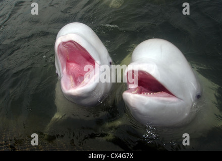 Ritratto di due Belugas con una bocca aperta. Il Beluga whale (Delphinapterus leucas) Giappone Mare, Estremo Oriente, Primorsky Krai, Federazione russa Foto Stock