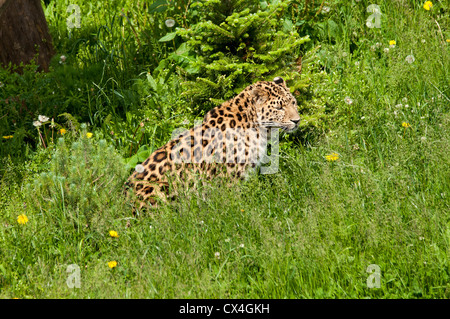 Un leopardo di Amur seduto in erba lunga Foto Stock