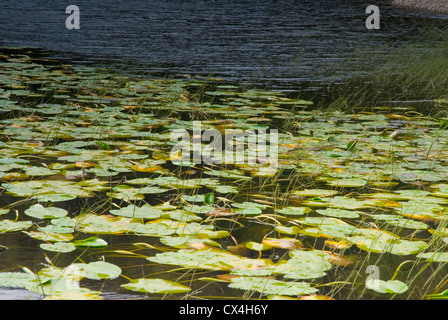 Harrop Tarn vicino a Thirlmere nel distretto del lago, England, Regno Unito Foto Stock