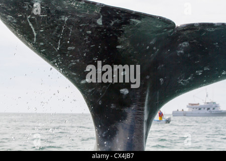 Balena Grigia (Eschrichtius robustus) come coda che si immerge con boa in background Foto Stock