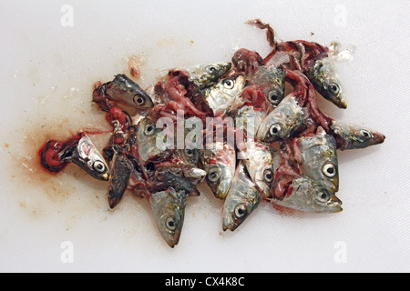 Un sacco di sardine in testa su una scheda di cucina Foto Stock