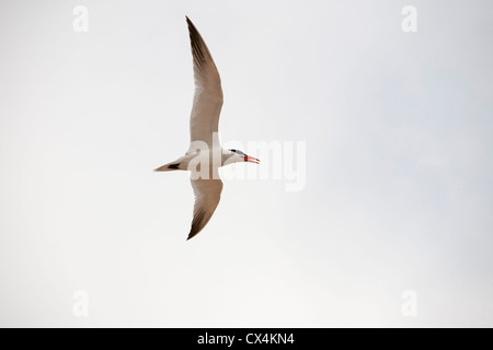 Un Caspian Tern (Hydroprogne caspia) volare sopra il lago Athabasca, Alberta, Canada. Foto Stock