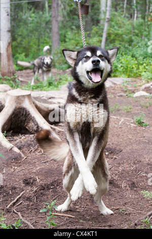 Slitte trainate da cani appartenenti a Robert Grandjamber una prima nazione canadese che vive a Fort Chipewyan. Foto Stock