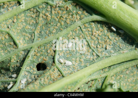 Adulti e uova del cavolo whitefly (Aleyrodes proletella) su una foglia di cavolo. Foto Stock