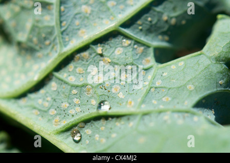 Le uova del cavolo whitefly (Aleyrodes proletella) su una foglia di cavolo. Foto Stock