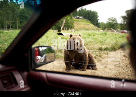 Kodiak Orso grizzly. Giochi Olimpici Farm. Sequiem, Penisola Olimpica, nello Stato di Washington, USA Foto Stock