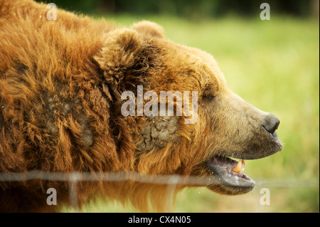 Kodiak Orso grizzly. Giochi Olimpici Farm. Sequiem, Penisola Olimpica, nello Stato di Washington, USA Foto Stock