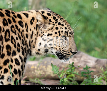 Vista laterale colpo alla testa della bella Amur Leopard Panthera Pardus Orientalis Foto Stock