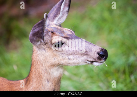 Una femmina di Mule Deer (Odocoileus hemionus) nel Parco Nazionale di Jasper, montagne rocciose, Canada. Foto Stock