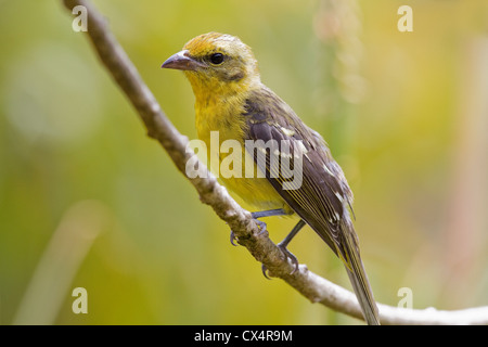 Femmina-fiamma Tanager colorati (Piranga bidentata) sul ramo a Savegre Mountain Lodge, Costa Rica, l'America centrale. Foto Stock