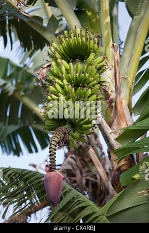 Banane appeso da albero nel giardino di San Jose, Costa Rica. Foto Stock