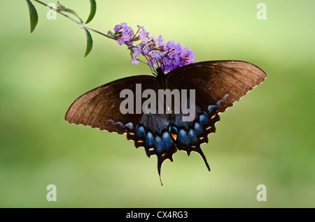 Orientale a coda di rondine di Tiger butterfly (Papilio glaucus) sulla boccola a farfalla fiore Foto Stock