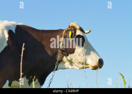 Ritratto della mucca Foto Stock