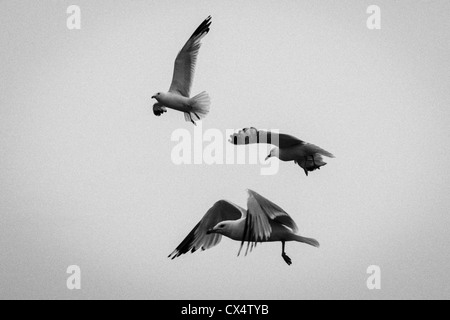 Monocromatico, vista sgranate di gabbiani in volo. Foto Stock