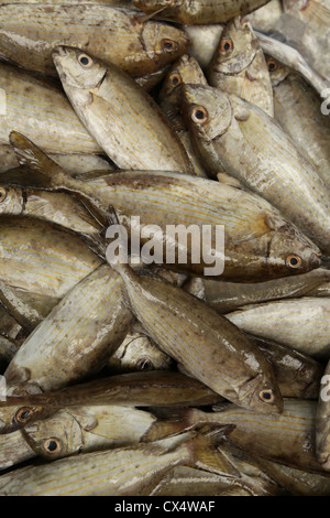 Rabbitfish nero sul visualizzatore in corrispondenza di un pescivendolo fotografato in acri, Israele Foto Stock