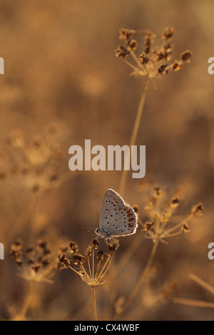 Femmina blu comune (Polyommatus icarus) FARFALLA Foto Stock