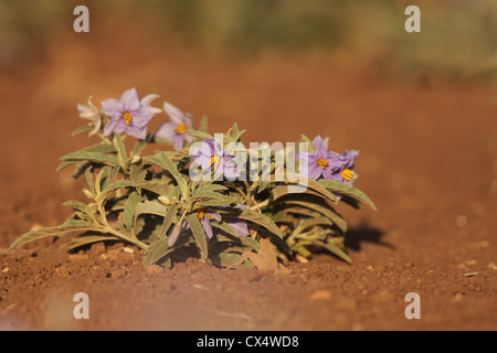 Silverleaf Nightshade anche argento-lasciava Nightshade (Solanum elaeagnifolium) Foto Stock