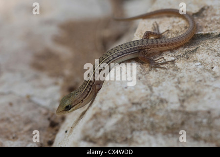 Imbrigliati Mabuya o imbrigliati Skink (Trachylepis vittata) ho Foto Stock