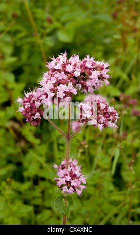 La maggiorana, Origanum vulgare, fioritura nella prateria ruvida, Gloucestershire, UK. Luglio. Foto Stock