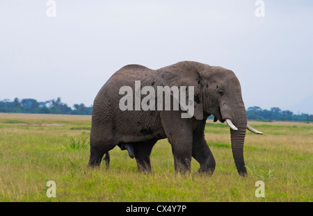 Amboseli National Park Kenya Africa safari elephant wild in riserva Amboseli Foto Stock