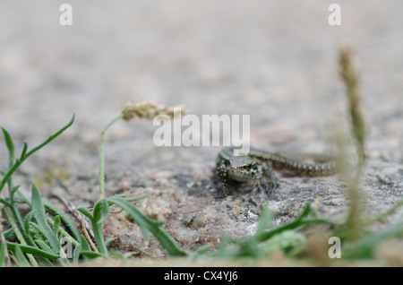 I capretti lucertola muraiola Foto Stock