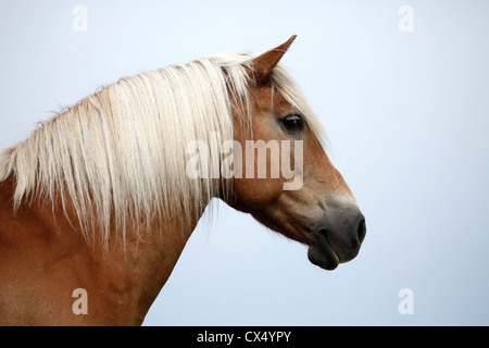 Haflinger ritratto Foto Stock