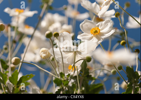 Giapponese Bianco fiore Anemone noto come Anemone hupehensis contro il cielo blu Foto Stock