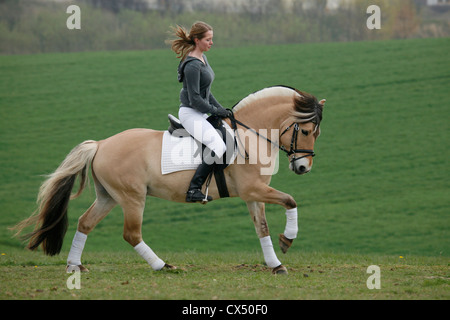 Rider con norvegese cavallo Foto Stock