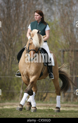 Rider con norvegese cavallo Foto Stock