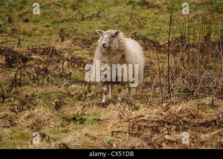 Una sola pecora con un lato inferiore fangoso sta da solo in un campo autunnale Foto Stock