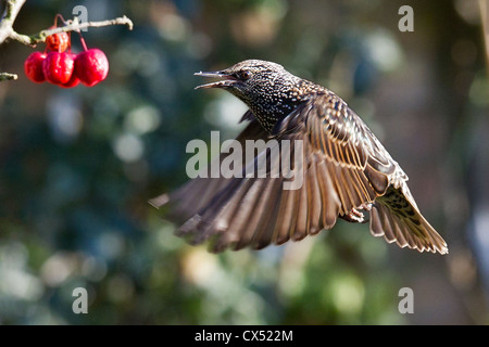 Starling (sternus vulgaris) in volo, Inghilterra Foto Stock