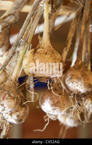 Aglio organico appesi per asciugare in un capannone Foto Stock