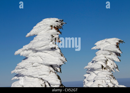 Congelati coperto di neve albero di abete dopo la tempesta di neve in inverno al Brocken, Blocksberg nel Parco Nazionale di Harz, Germania Foto Stock