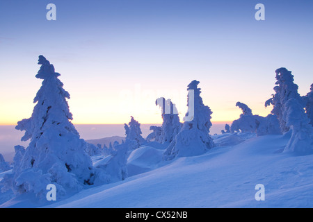 Congelati coperta di neve abete rosso in inverno al Brocken, Blocksberg nel Parco Nazionale di Harz, Germania Foto Stock