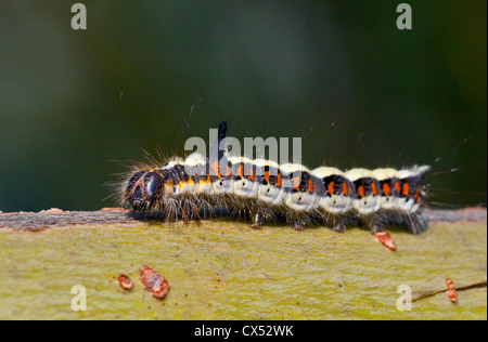 Pugnale grigio Moth Caterpillar (acronicta psi) Foto Stock