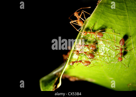 Le formiche sono state costruendo la loro casa su un foglie Foto Stock