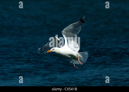 Grande nero-backed Gull (Larus marinus) Hermaness Riserva Naturale Nazionale Unst Shetland Scozia UK Europa Foto Stock