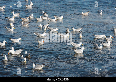 Un Gregge di gabbiani reali, Larus argentatus, appoggiato sul mare Foto Stock