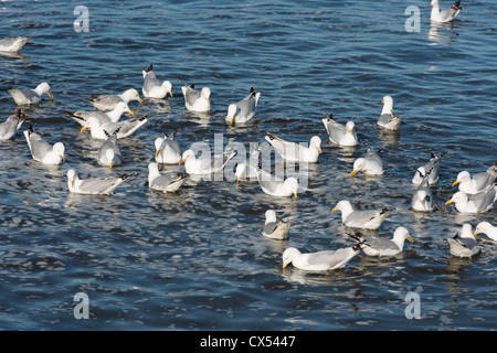 Un Gregge di gabbiani reali, Larus argentatus, appoggiato sul mare Foto Stock