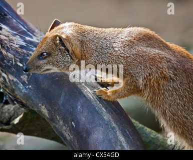 La Mangusta gialla (cynictus penicillata) Foto Stock