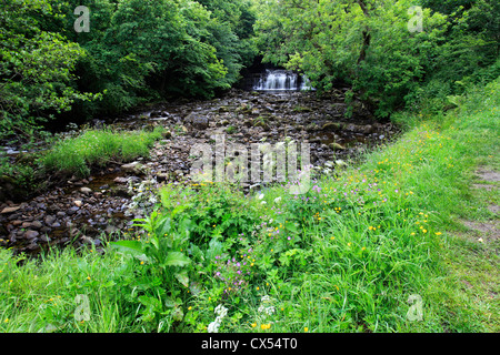 Forza elastica cascata, Fiume Ure, Wensleydale; Yorkshire Dales National Park, England, Regno Unito Foto Stock