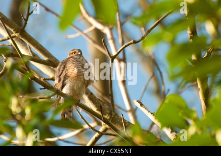 Eurasian Sparviero (Accipiter nisus) adulto arroccato nella struttura ad albero, Abbots Leigh, North Somerset, Regno Unito Foto Stock