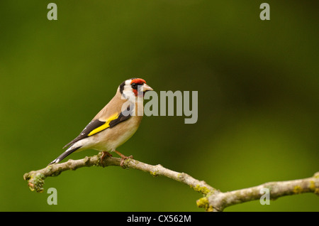 Cardellino (Carduelis carduelis) adulto appollaiato su un ramo, Abbots Leigh, North Somerset, Regno Unito Foto Stock
